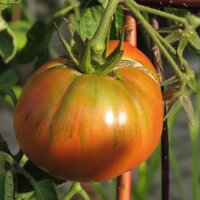 Tomate Schwarze Krim (Solanum lycopersicum) Samen