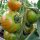 Gestreifte Tomate Tigerella (Solanum lycopersicum) Samen