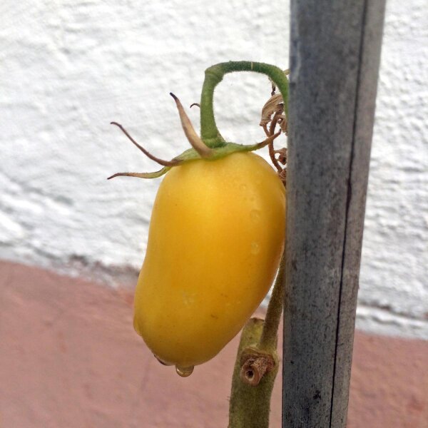 Tomate 'Orange Banana' (Solanum lycopersicum) Bio Saatgut
