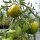 Gestreifte Tomate Grünes Zebra (Solanum lycopersicum) Samen