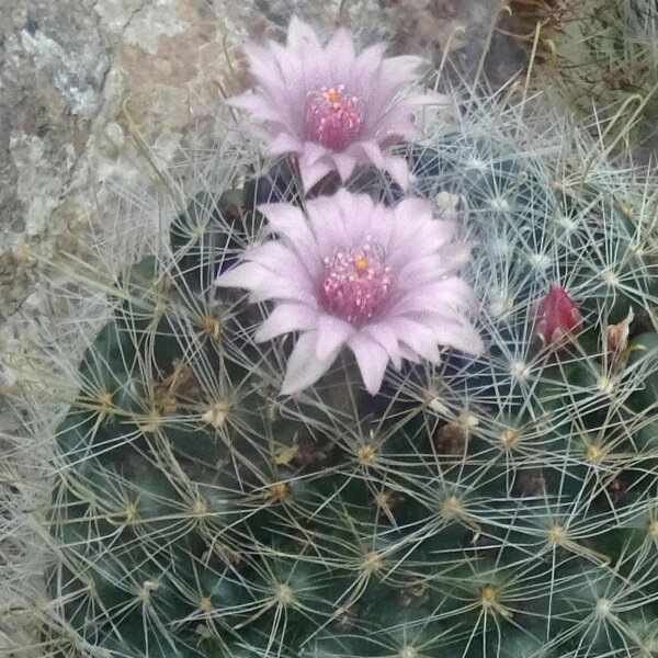 Wichuriki (Mammillaria heyderi) Samen