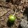 Alraune, frühlingsblühende (Mandragora officinarum) Samen