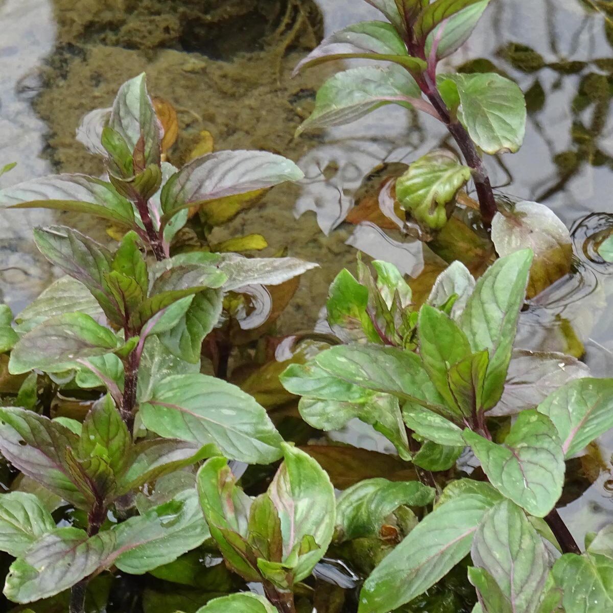 Bachminze Wasserminze Mentha Aquatica Samen bachminze-wasserminze-mentha-aquatica-samen