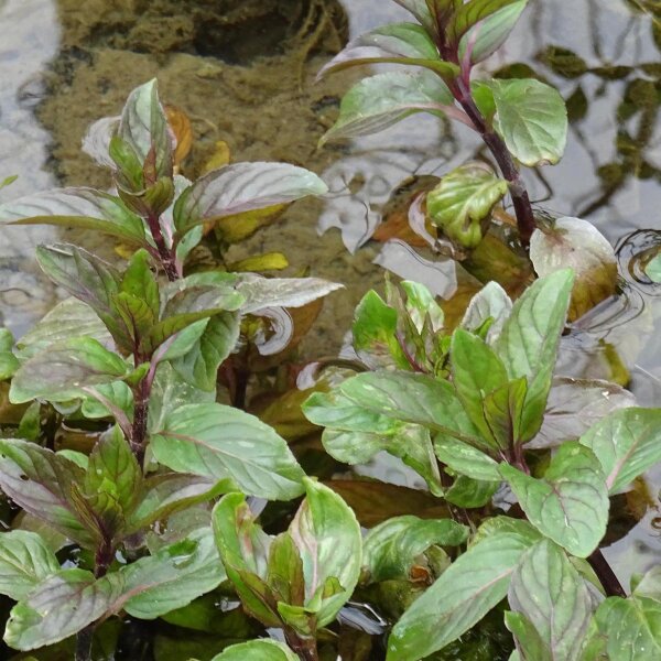 Bachminze / Wasserminze (Mentha aquatica) Samen