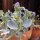 Austernpflanze (Mertensia maritima)