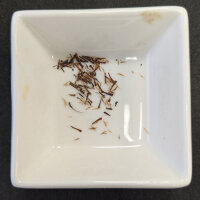 Kratom (Mitragyna speciosa) Samen