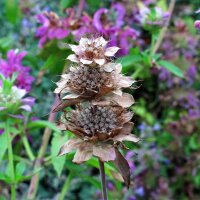 Zitronen-Monarde (Monarda citriodora) Samen