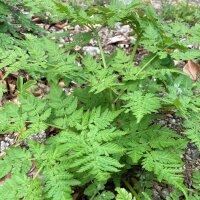 Süßdolde (Myrrhis odorata) Samen