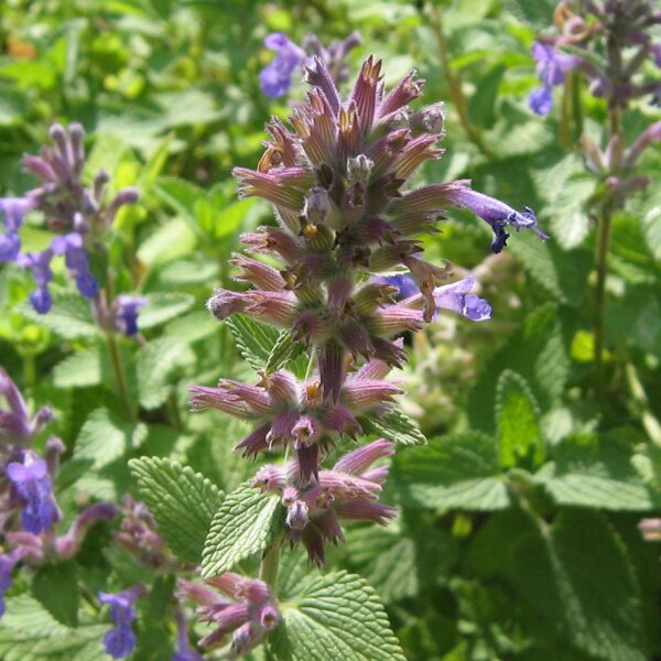 Katzenminze (Nepeta cataria) Samen