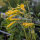 Baumtabak (Nicotiana glauca) Samen