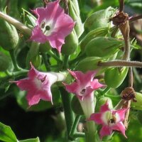 Burley Tabak Bursanica (Nicotiana tabacum)
