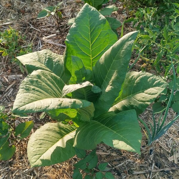 Tabak Badischer Geudertheimer (Nicotiana tabacum) Samen