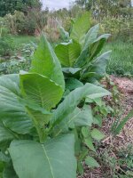 Tabak Badischer Geudertheimer (Nicotiana tabacum)