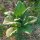 Tabak Badischer Geudertheimer (Nicotiana tabacum) Samen