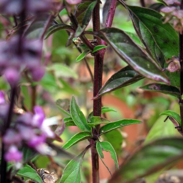 Thaibasilikum (Ocimum basilicum) Samen