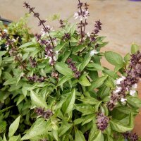 Anis Basilikum (Ocimum basilicum) Samen