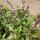 Anis Basilikum (Ocimum basilicum) Samen