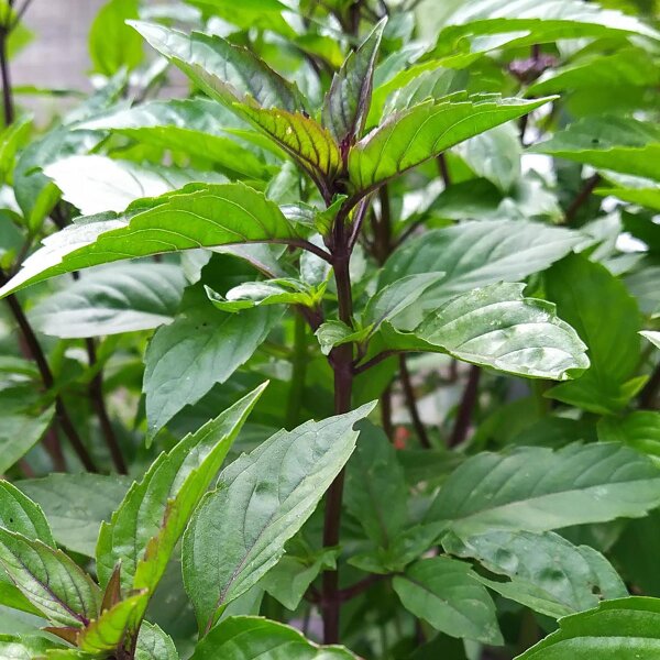 Mexikanisches Zimt-Basilikum (Ocimum basilicum) Samen