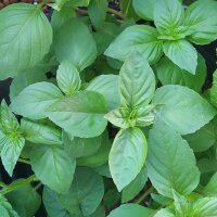 Mexikanisches Zimt-Basilikum (Ocimum basilicum) Samen