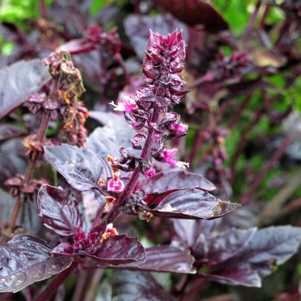 Violettes Basilikum (Ocimum basilicum) Samen