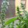 Genoveser Basilikum (Ocimum basilicum) Samen