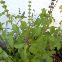Wildes Basilikum / Baumbasilikum (Ocimum canum) Samen