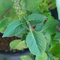 Wildes Basilikum / Baumbasilikum (Ocimum canum) Samen