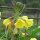 Rapontika / Nachtkerze (Oenothera biennis) Samen