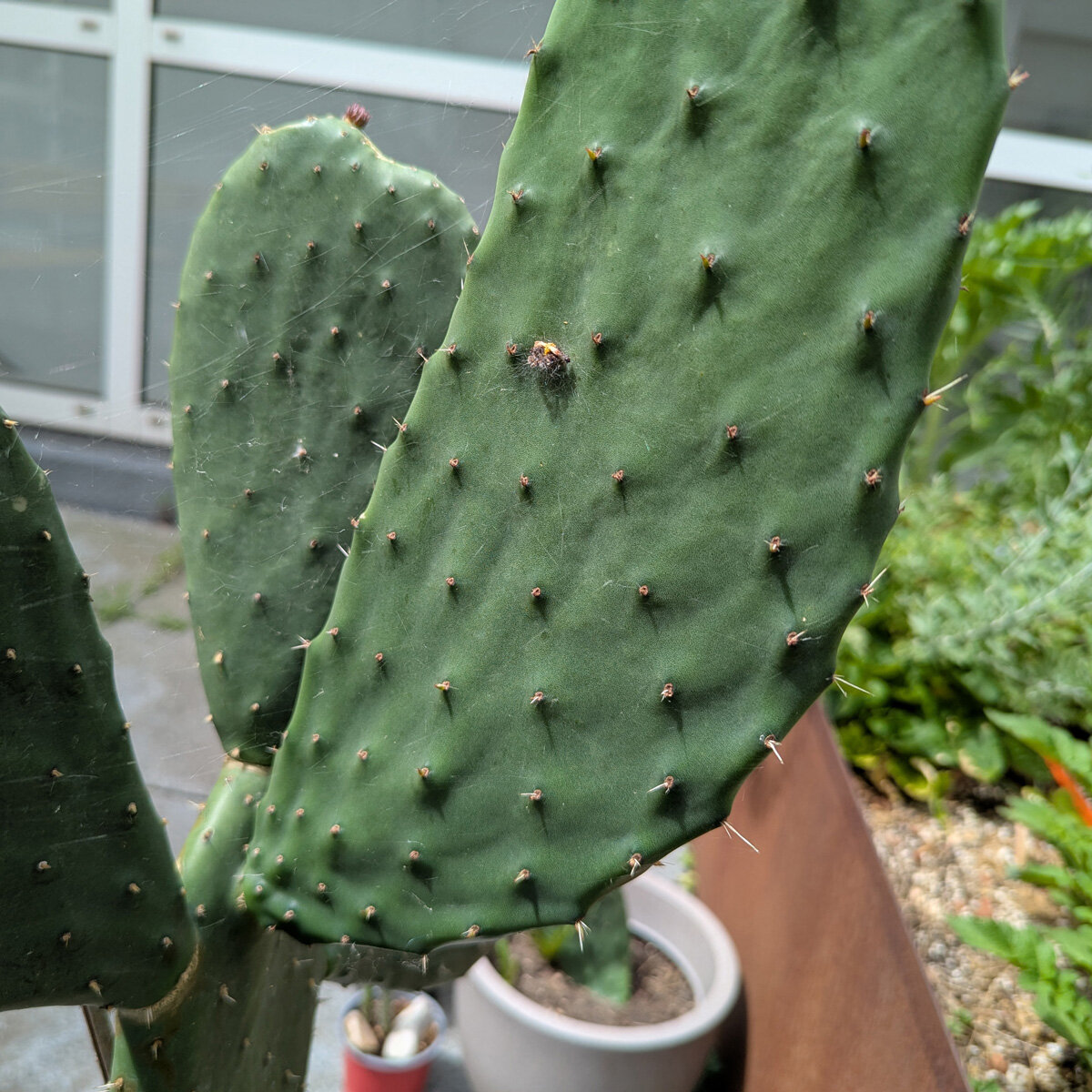 korbmarante rollt blätter ein Korbmarante 'Medaillon' - Calathea medaillon