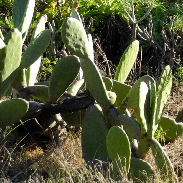 Echter Feigenkaktus (Opuntia ficus-indica) Samen