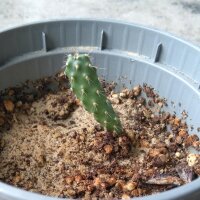 Echter Feigenkaktus (Opuntia ficus-indica) Samen