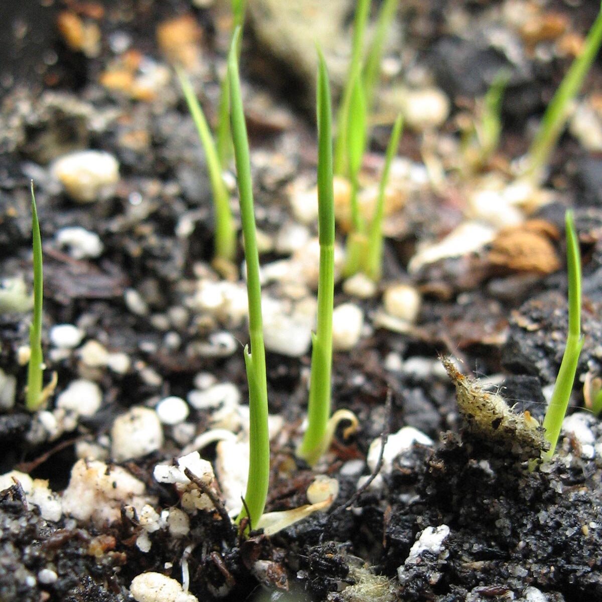 Reis &amp;#39;Arborio Bianco&amp;#39; (Oryza sativa) Samen