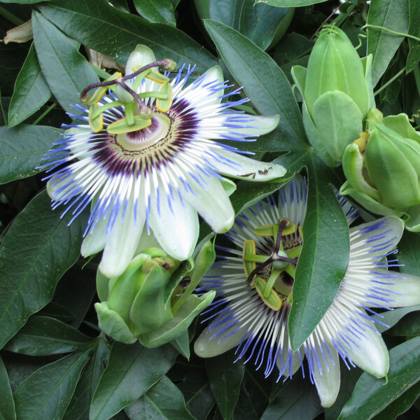 Blaue Passionsblume (Passiflora caerulea) Samen