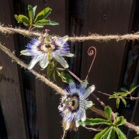 Blaue Passionsblume (Passiflora caerulea) Samen