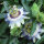 Blaue Passionsblume (Passiflora caerulea) Samen