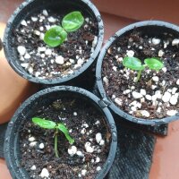 Passionsblume (Passiflora incarnata) Samen