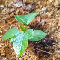 Passionsblume (Passiflora incarnata) Samen