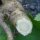 Wilder Pastinak (Pastinaca sativa ssp. sylvestris) Samen