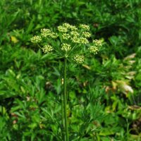 Italienische Glatte Petersilie Italian Giant (Petroselinum crispum var. neapolitanum) Samen