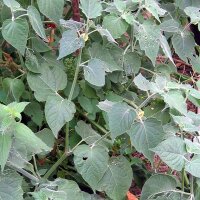 Andenbeere / Kapstachelbeere (Physalis peruviana) Samen