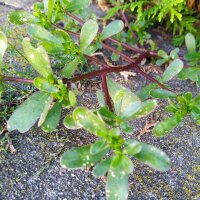 Portulak (Portulaca oleracea) Samen