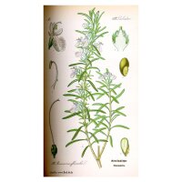 Rosmarin (Rosmarinus officinalis) Samen