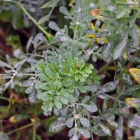 Weinraute (Ruta graveolens) Samen