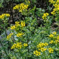 Weinraute (Ruta graveolens) Samen