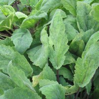 Muskatellersalbei (Salvia sclarea) Samen