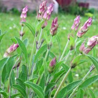 Echter Salbei (Salvia officinalis) Samen