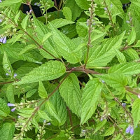 Amerikanisches Helmkraut (Scutellaria lateriflora) Samen