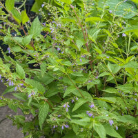 Amerikanisches Helmkraut (Scutellaria lateriflora) Samen