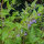 Amerikanisches Helmkraut (Scutellaria lateriflora) Samen
