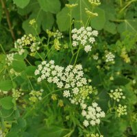 Zuckerwurzel (Sium sisarum) Samen